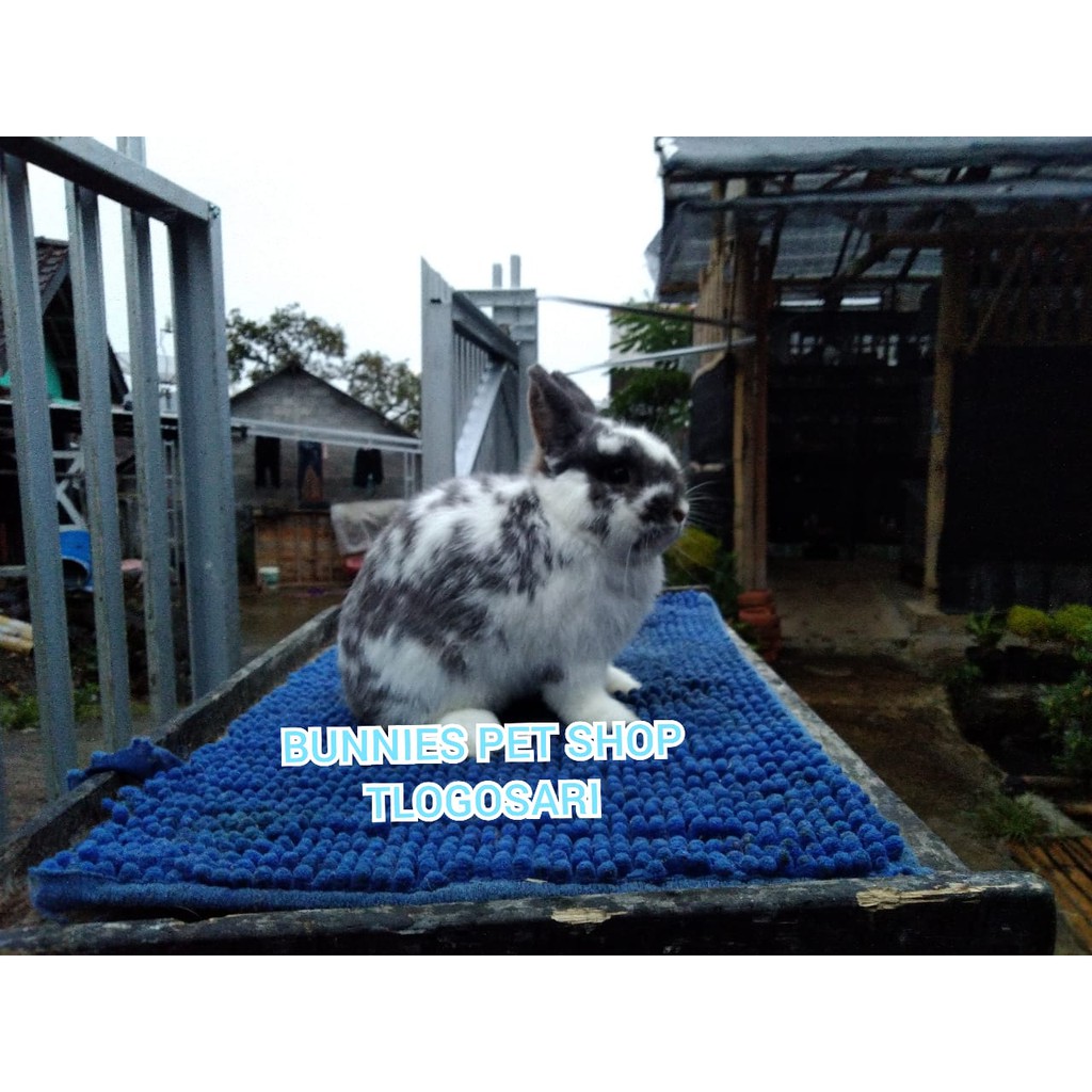 Kelinci Netherlan Dwarf