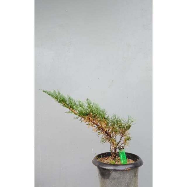 Bonsai bahan cemara sinensis 03