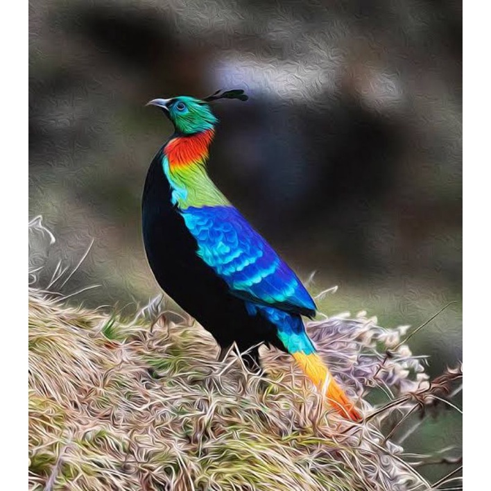 

TELUR AYAM HIAS RINGNECK IMPEYAN PHEASANT FERTIL UNTUK DITETASKAN