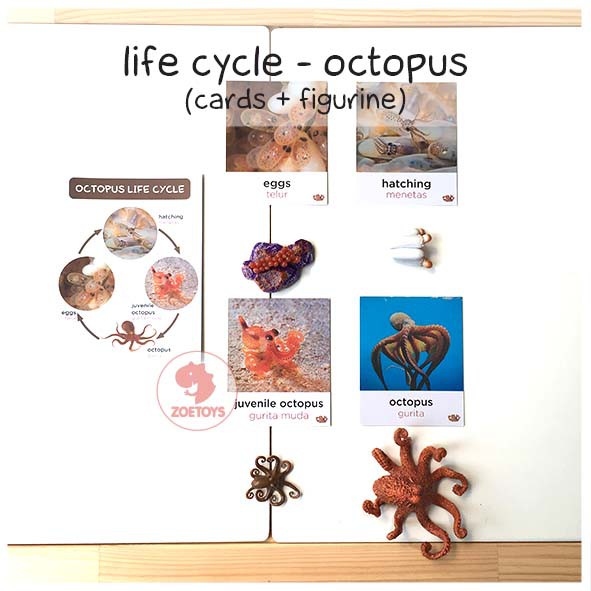 Zoetoys Paket Hemat Montess : Life Cycle Figures + Cards | Bee Butterfly Chicken Frog