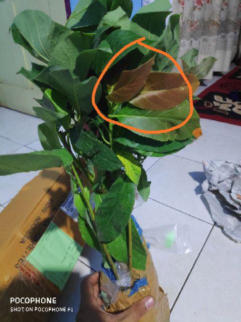 Bibit Tanaman Alpukat Wina Jumbo