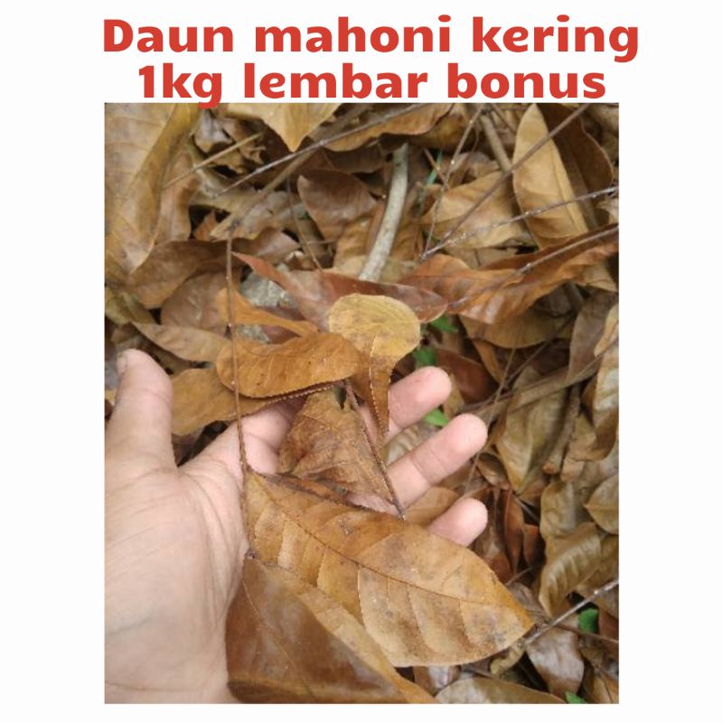 

daun mahoni kering 1 kg obat penurun berat badan daun mahoni kering 1 kg obat penurun berat badan
