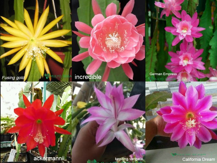 tanaman wijaya kusuma curtain call Bibit bunga besar Epiphyllum