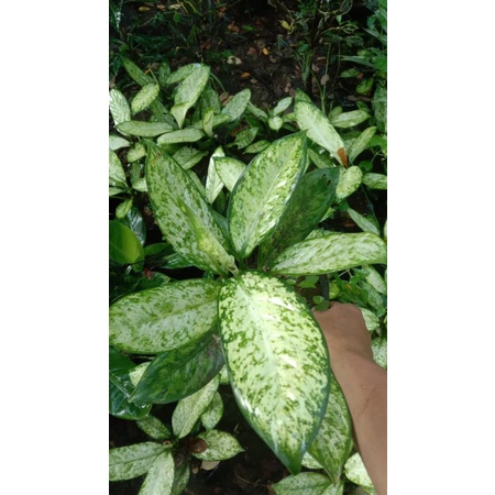 difen agresia / galaxy bangkok / difen perkasa /difenbachia cantik / aglaonema / tissu bantal / dive
