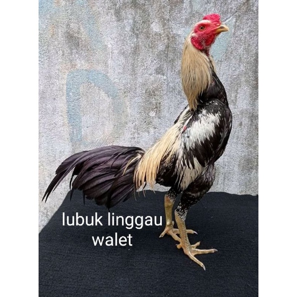 

telur ayam mangon harga tertera dapat 2 biji