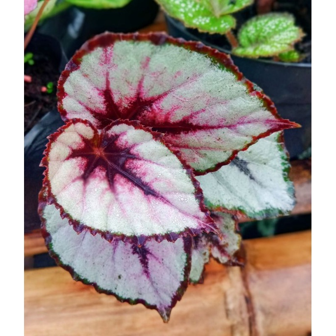 tanaman begonia red pita