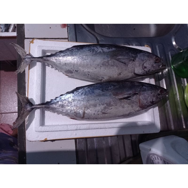 

Ikan Tongkol