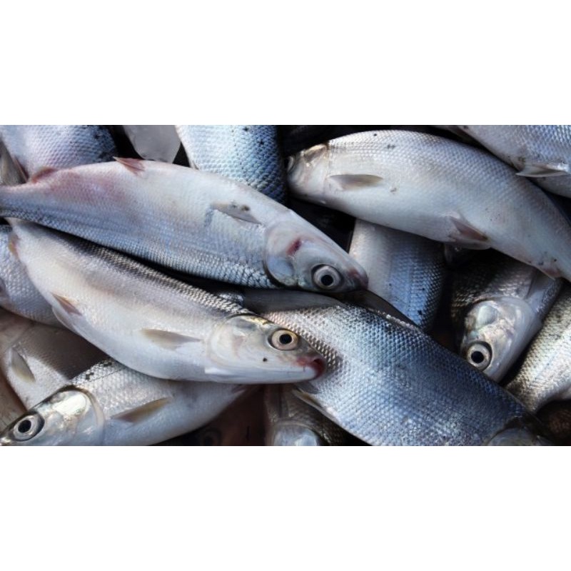 

Ikan bandeng segar perkg 38000