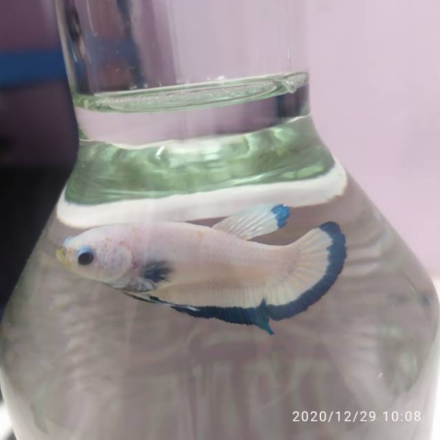 

Ikan cupang Blue Rim