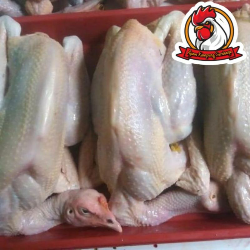 

AYAM KAMPUNG MEDIUM 800-900 gr