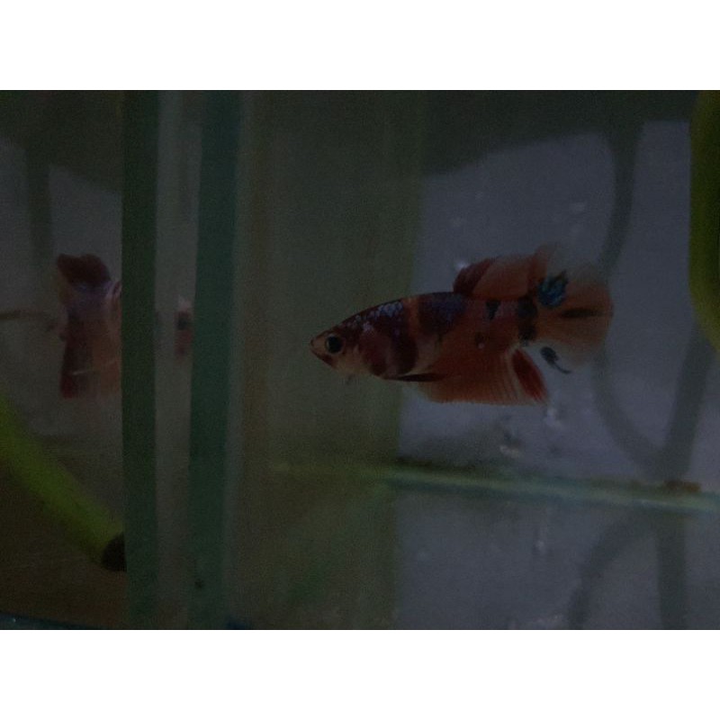 Cupang plakat nemo orangebase tiger