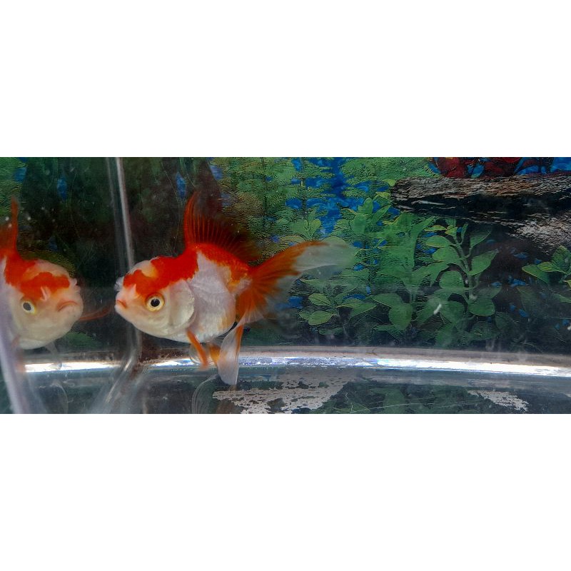 ikan oranda merah putih cerah warna