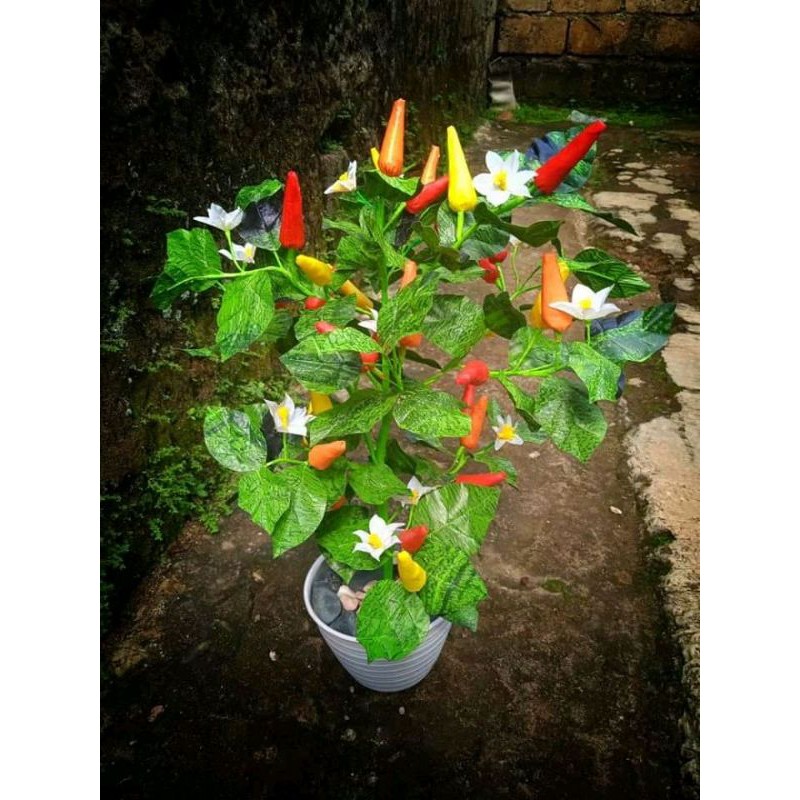 

bibit cabe hijau