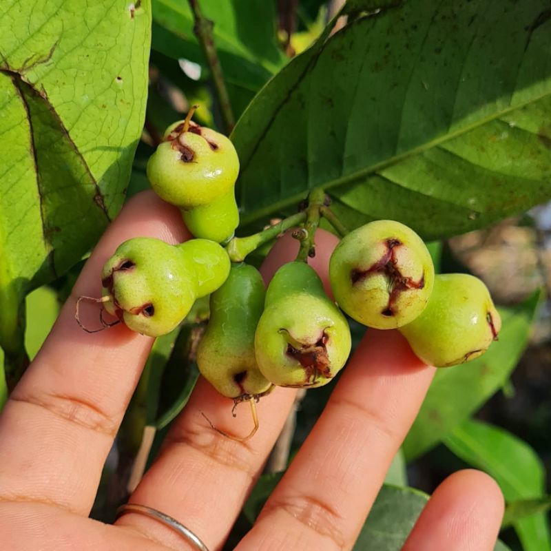 bibit jambu super green terlaris