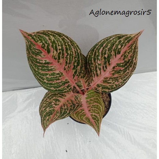 Pusataglo - Aglonema Paulina Aglonema Paulina