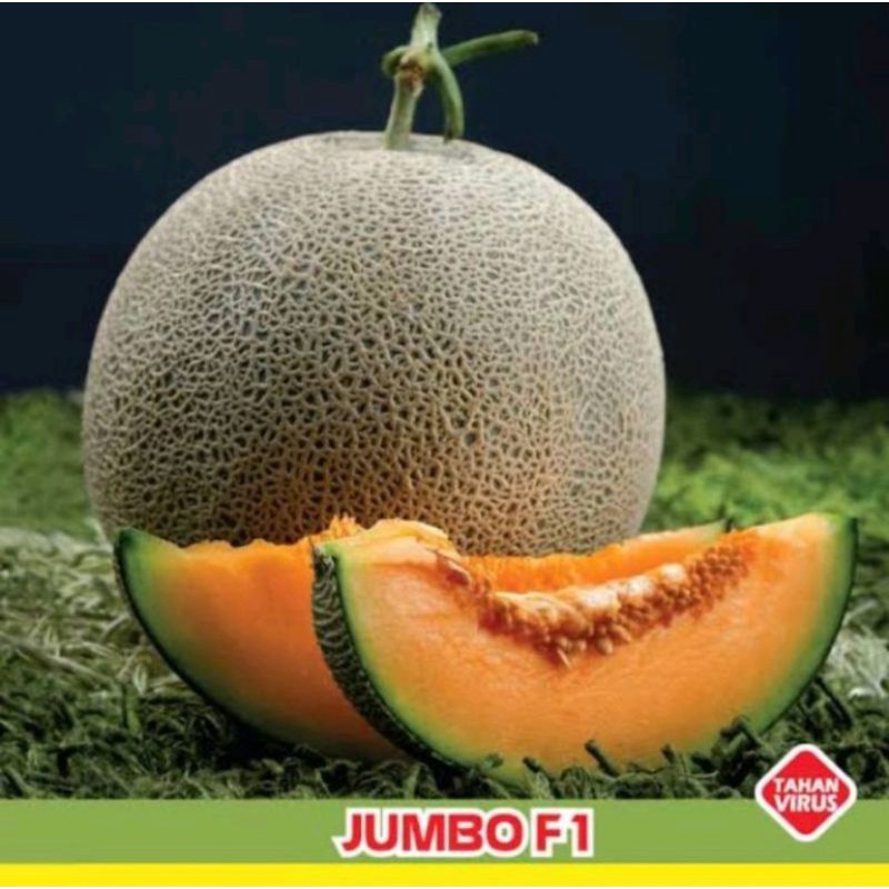 2 biji benih MELON JUMBO F1 melon oranye besar manis tahan virus