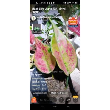 Aglonema baby Hengheng mutasi