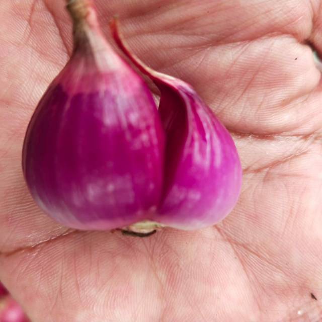 

Bawang Merah Asli Brebes
