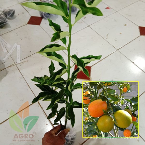 Bibit Jeruk Thongheng Manis Bisa diMakan Kulitnya