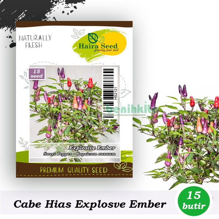 Benih-Bibit Cabe Hias Explosive Ember (Haira Seed)