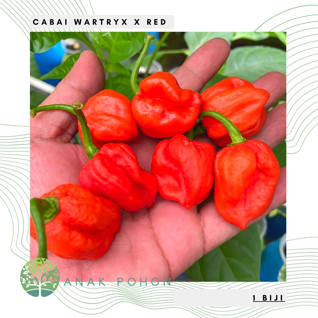 Benih Bibit Biji - Cabai Wartryx X Red Cabe Super Pedas Pepper Seeds