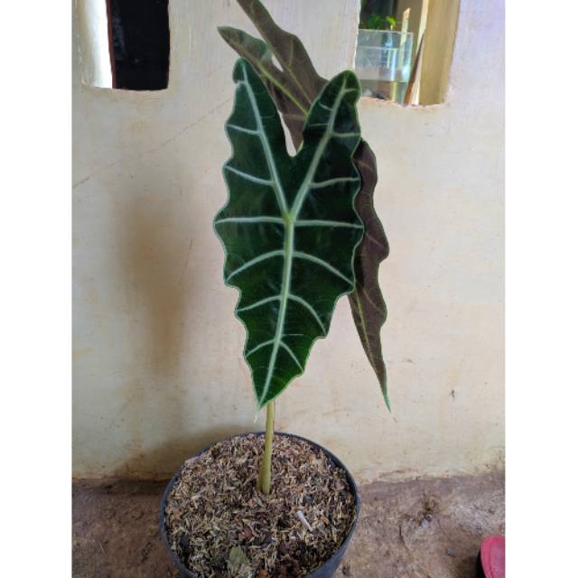 Tanaman Hias Keladi Amazon Amazon Caladium Tanaman Hias Shopee Indonesia