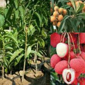 Tanaman Bibit Buah Leci Biwa
