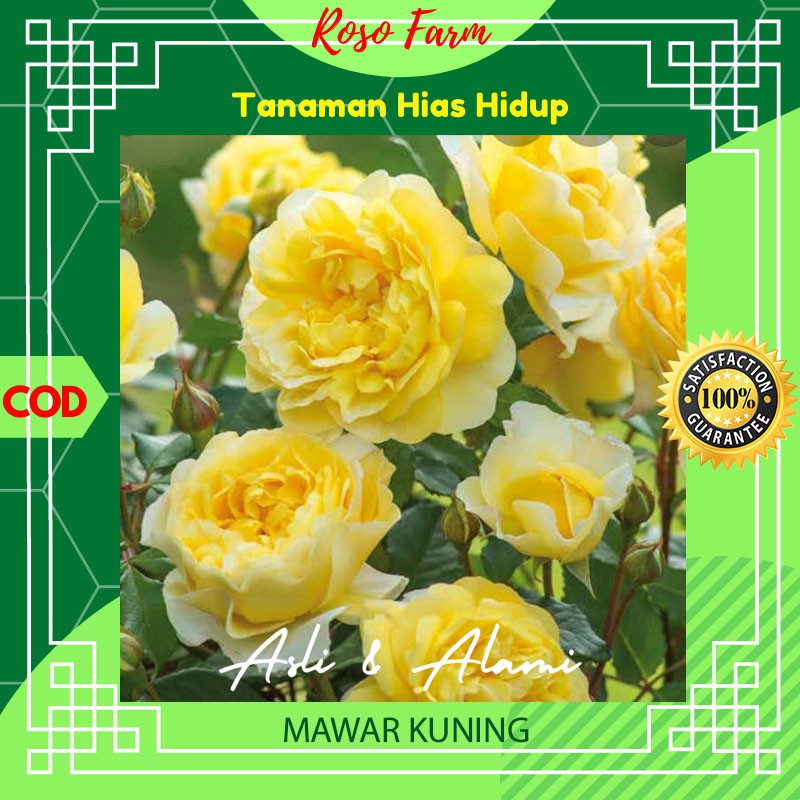 Bunga Mawar Kuning Kebun Berkebun Bibit Benih Bunga Kembang Tanaman Hias Asli Alami Hidup