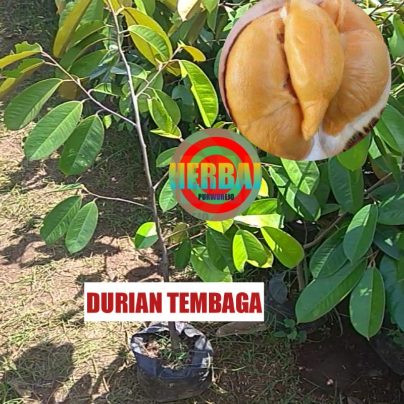 Jual BIBIT DURIAN TEMBAGA SUPER OKULASI 1 METER // DURIAN KUNING MAS ...