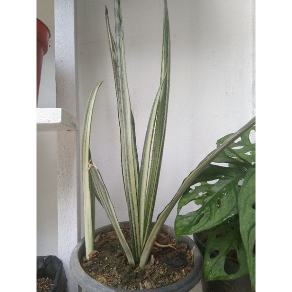 Sanviera Lidah Mertua Putih