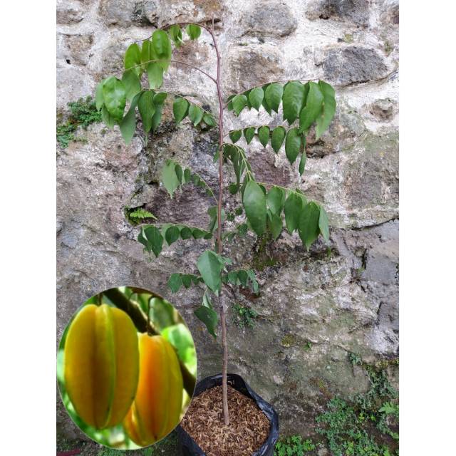 Belimbing bangkok merah