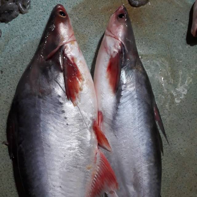 

IKAN PATIN