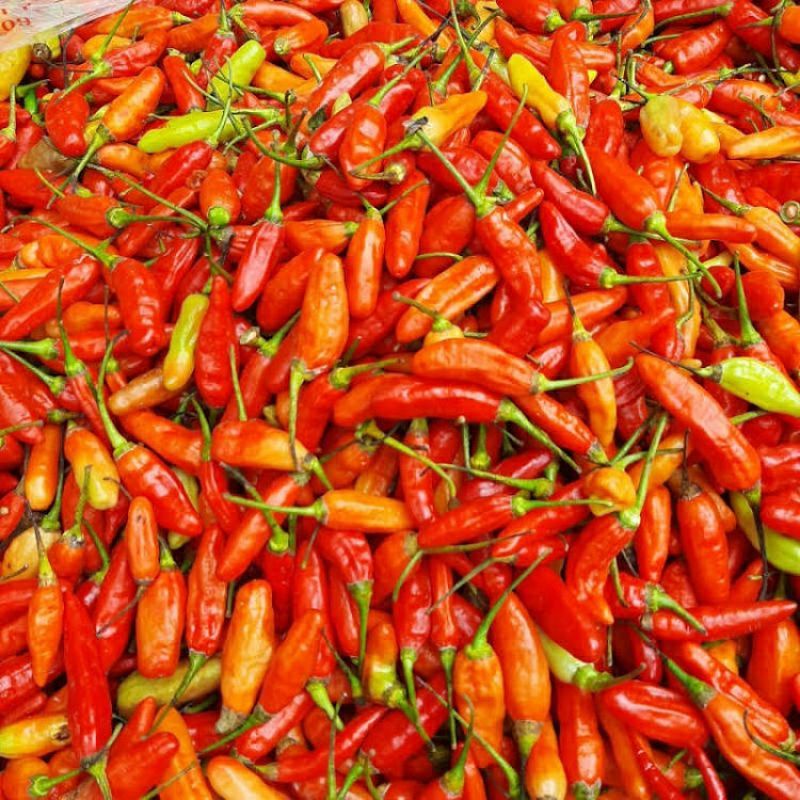 DIARY PETANI - Bibit Cabe Rawit Merah Siap Tanam