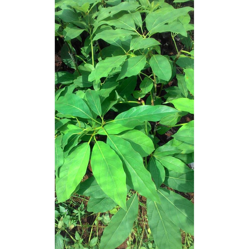 Bibit Tanaman Buah Alpukat Hass-Hass Avocado-Alpukat Australia Ide