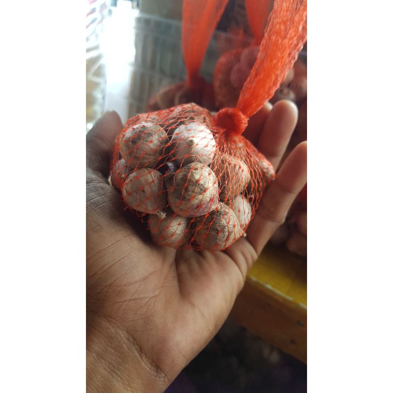 

Bawang Putih Tunggal
