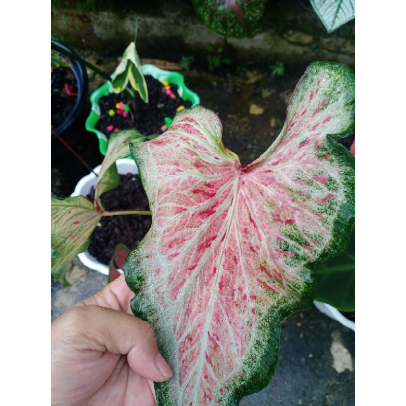 anakan keladi semangka/keladi hias