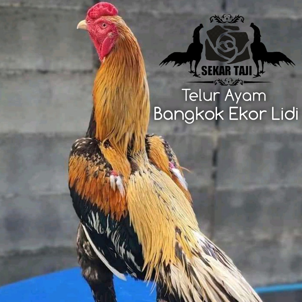telor ayam bangkok asli tipe ekor panjang