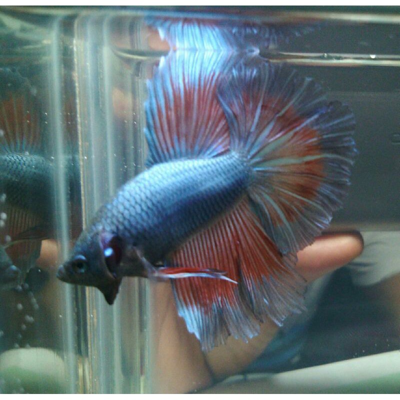 cupang rosetail cooper-flamingo/real pic 359