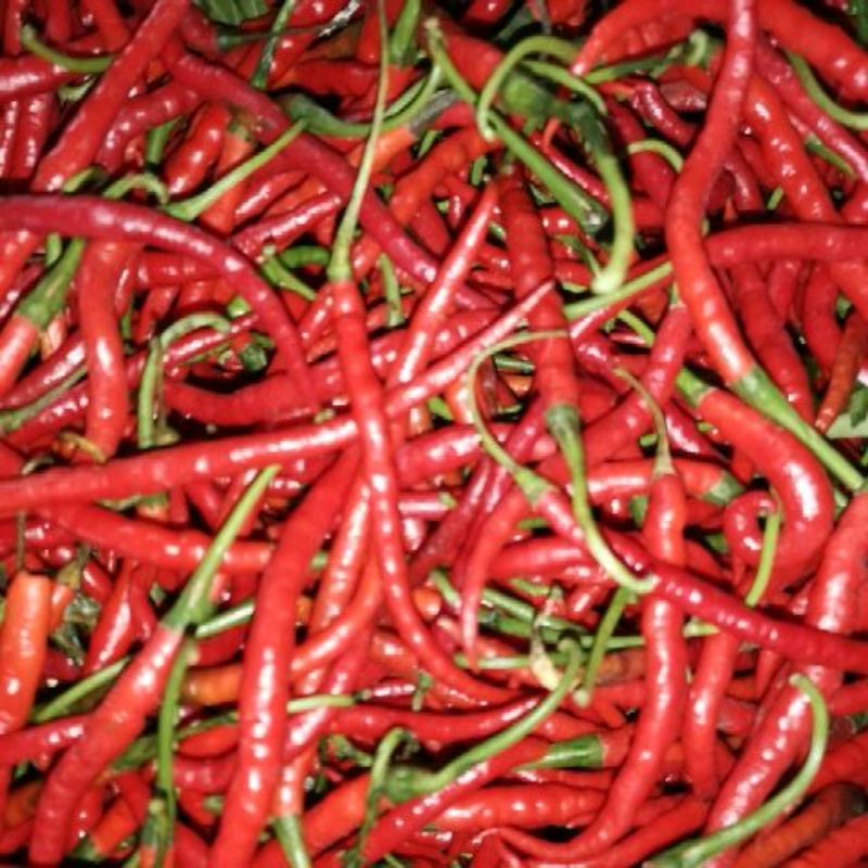 

Cabe merah 500 gram