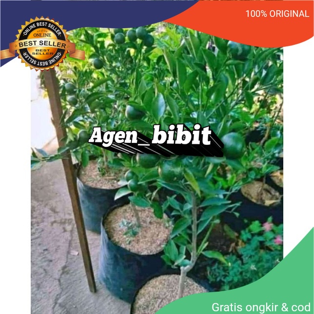 jeruk santang madu sudah berbuah