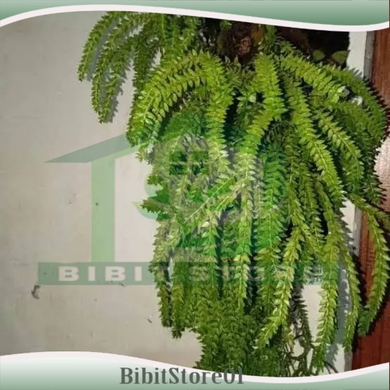 tanaman hias gantung kumpai sisik