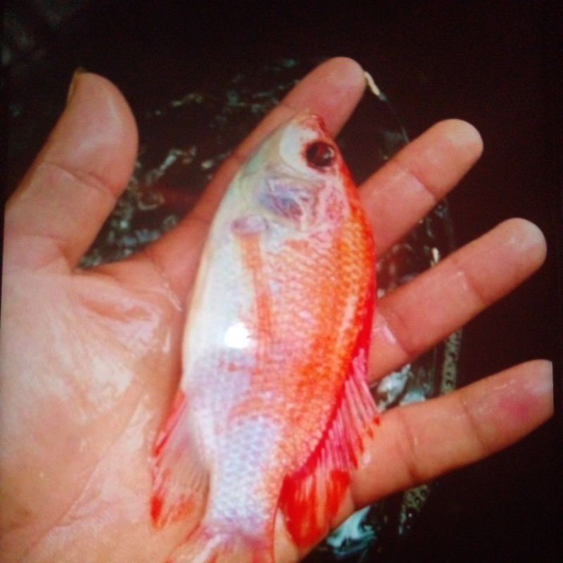 Paket bibit ikan nila merah 1 jari isi 50 ekor
