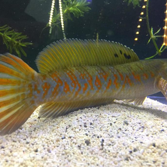 Ready Channa Pulchra Red Strip Ukuran 9Cm