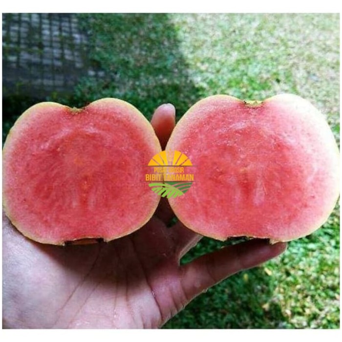 Bibit jambu kristal merah tanpa biji