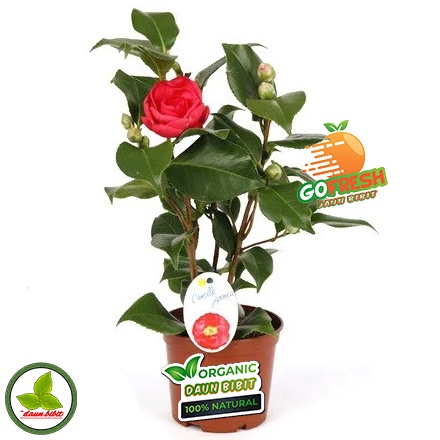 Bibit Bunga Camelia Hasil Stek Cepat Berbunga-Merah
