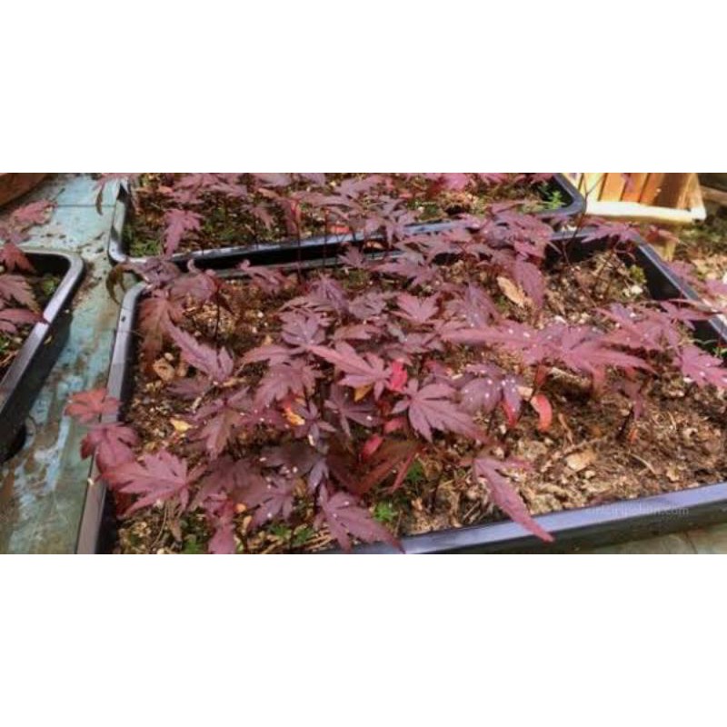 Biji / Benih / Bibit - Red Maple japanese for bonsai Seeds - Import