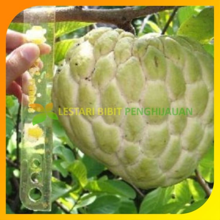 Bibit pohon Srikaya jumbo srikaya ratu