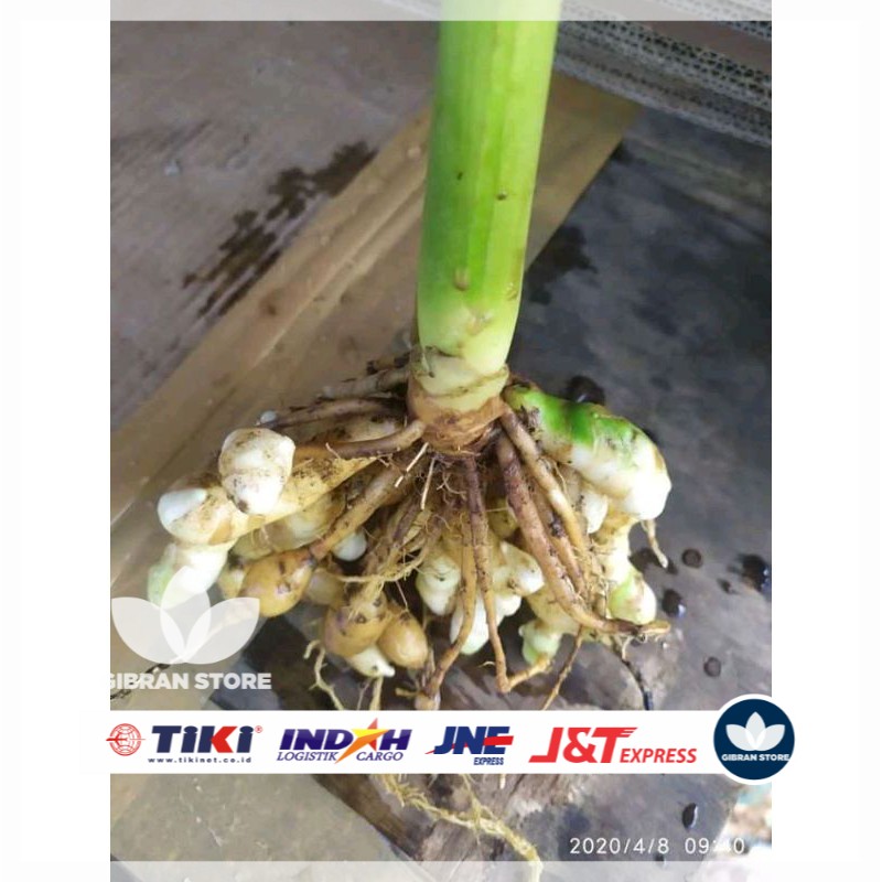 

temu/kunyit putih 500 gram
