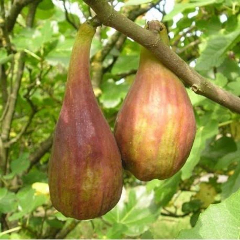 Bibit buah tin LDA buah jumbo lonjong