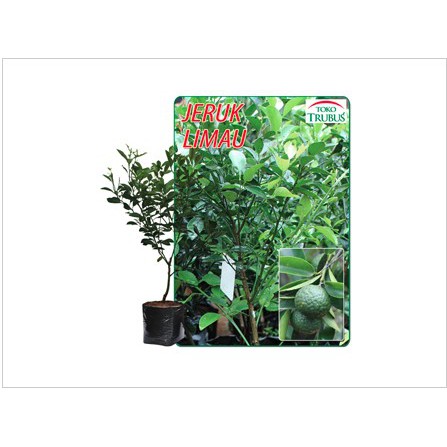 Tanaman Jeruk Limau
